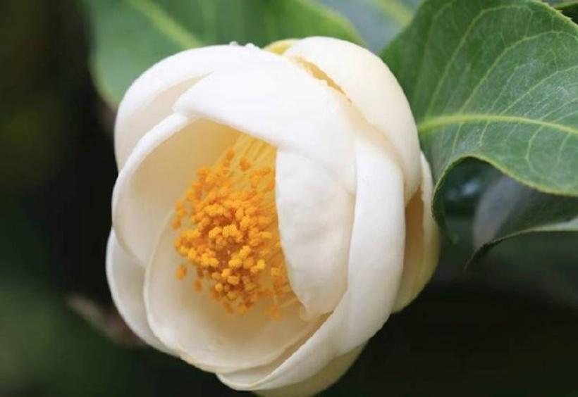 Hình ảnh hoa hải đường trắng.