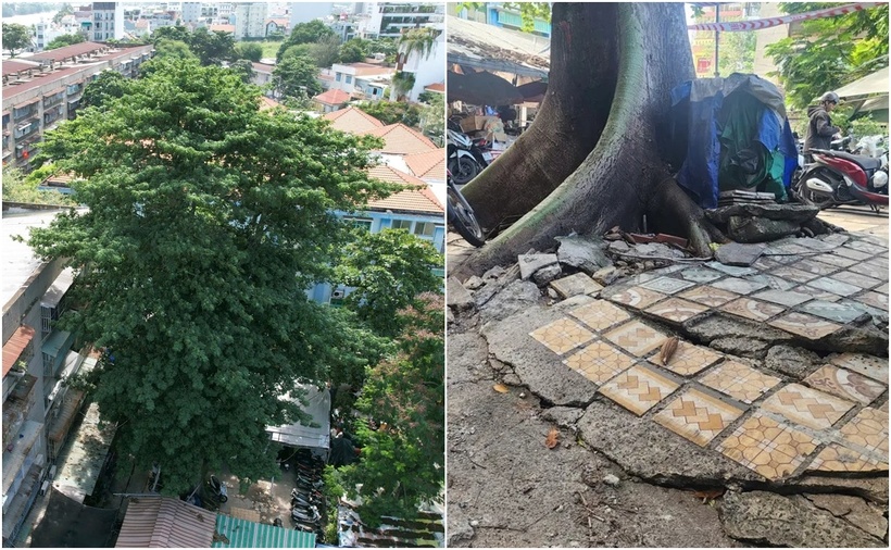 Cây gòn bật gốc sau mưa giông, nhiều vết nứt xuất hiện trên bề mặt đe dọa bãi đậu xe và nhà dân xung quanh. (Ảnh: Công lý)