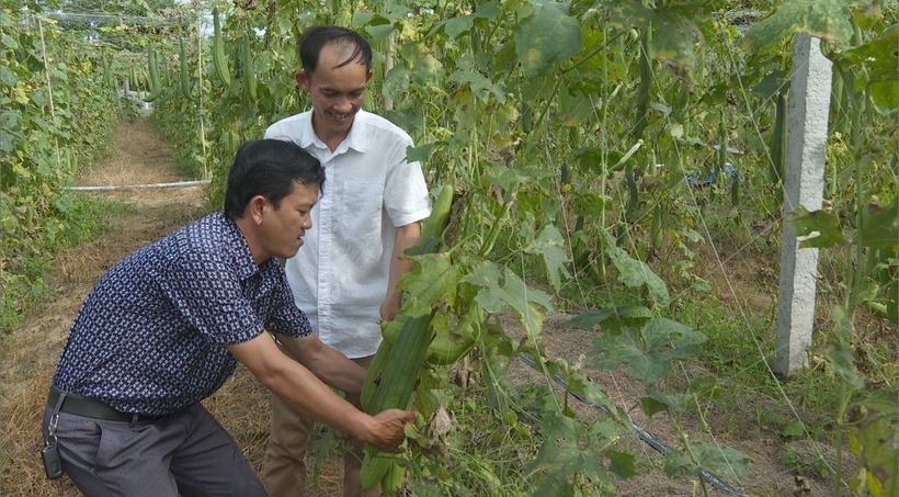 Thời gian đầu khởi nghiệp, anh Đặng bắt đầu bằng việc trồng 5 sào mướp hương. Ảnh: Báo Lâm Đồng điện tử