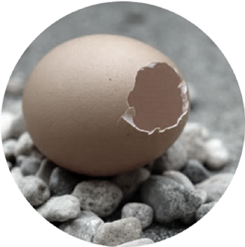 Nếu thu nhỏ nhà hát Opera Hà Nội bằng một quả trứng, thì mái vòm này còn mỏng hơn cả vỏ trứng