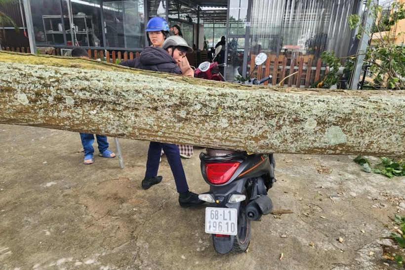 Xe máy bị thân cây đè trúng. (Ảnh: VNE)