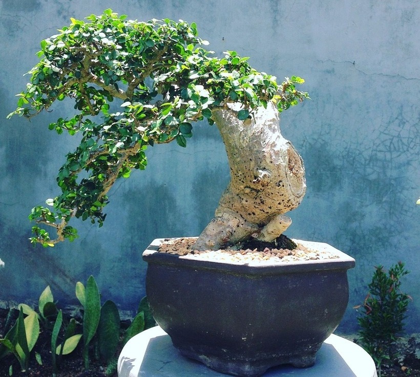 Hiện tại, các nhóm và hội về bonsai duối trên Facebook thu hút hàng chục nghìn thành viên. Đây là môi trường thuận lợi để mọi người giao lưu, học hỏi và kinh doanh các loại cây cảnh nói chung. Việc đăng bài và chia sẻ hình ảnh bonsai duối trên mạng đã giúp nhiều người biết đến và tìm mua, theo báo Thanh Niên.