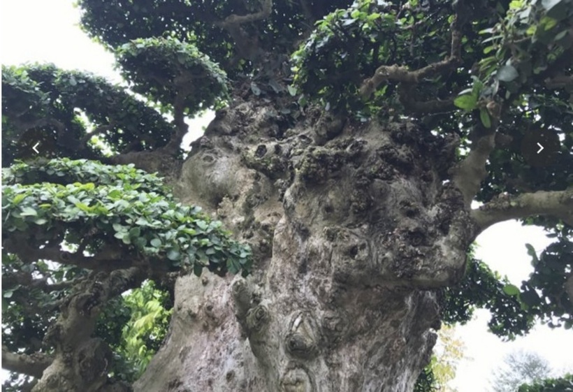 Với chiều cao 2 mét, cây sở hữu hình dáng độc đáo, cùng phần thân cây u bướu, sần sùi mang một vẻ đẹp tự nhiên đầy ấn tượng.