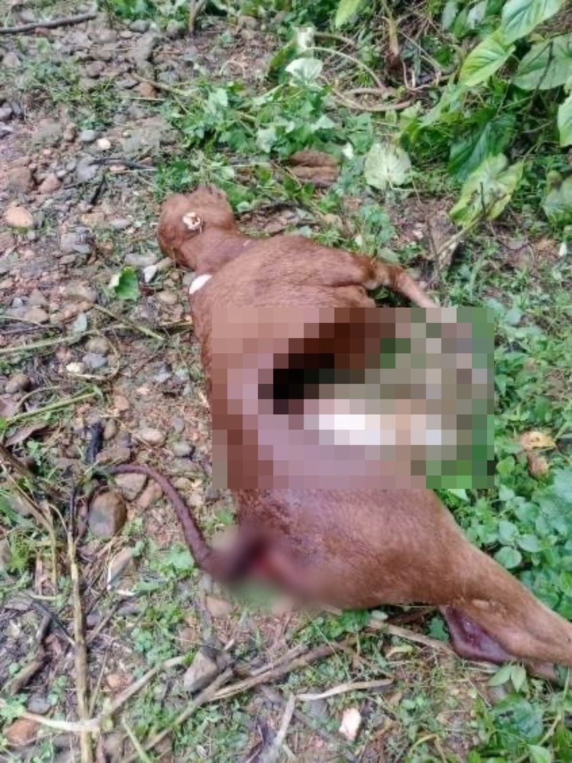 Trên địa bàn xã Núa Ngam (tỉnh Điện Biên) liên tục xuất hiện tình trạng chó sói hoang dã tấn công gia súc khiến 50 con trâu, bò bị chết. Ảnh: VOV