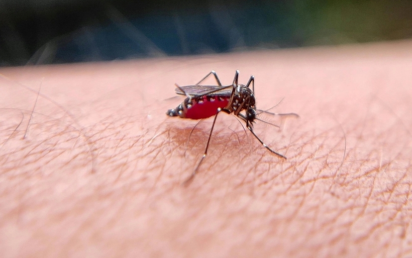 Từ đầu năm đến ngày 8/7, cả nước ghi nhận hơn 32.000 ca sốt xuất huyết. Ảnh minh họa: Pexels