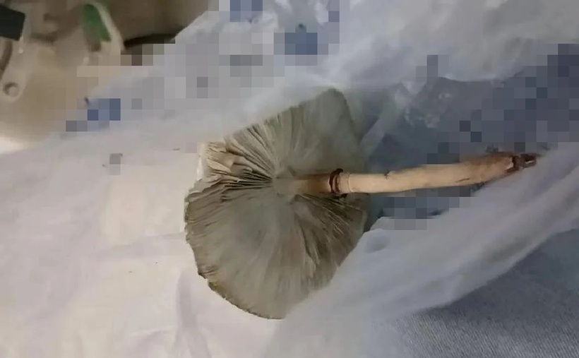 Cây nấm gây ngộ độc được trồng từ hạt giống có giá chỉ 9,48 nhân dân tệ (khoảng 30.000 đồng). Ảnh: Saostar.