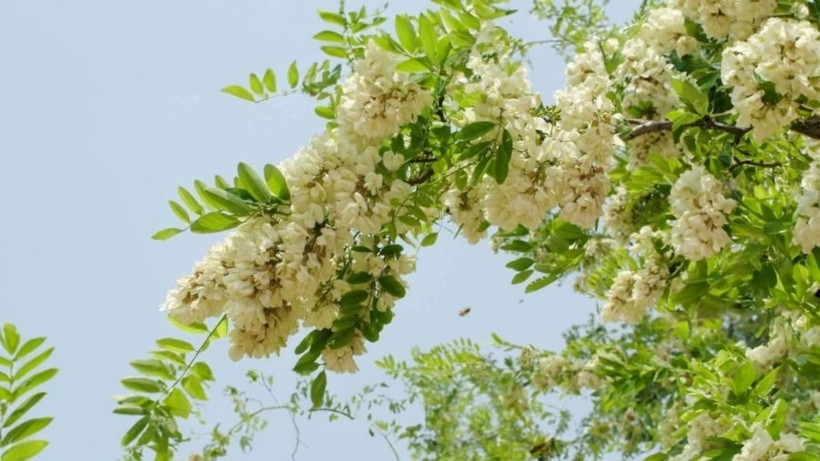 Theo như kinh nghiệm của người xưa, cây hoa hòe nên được trồng ở trước nhà. Ảnh minh họa
