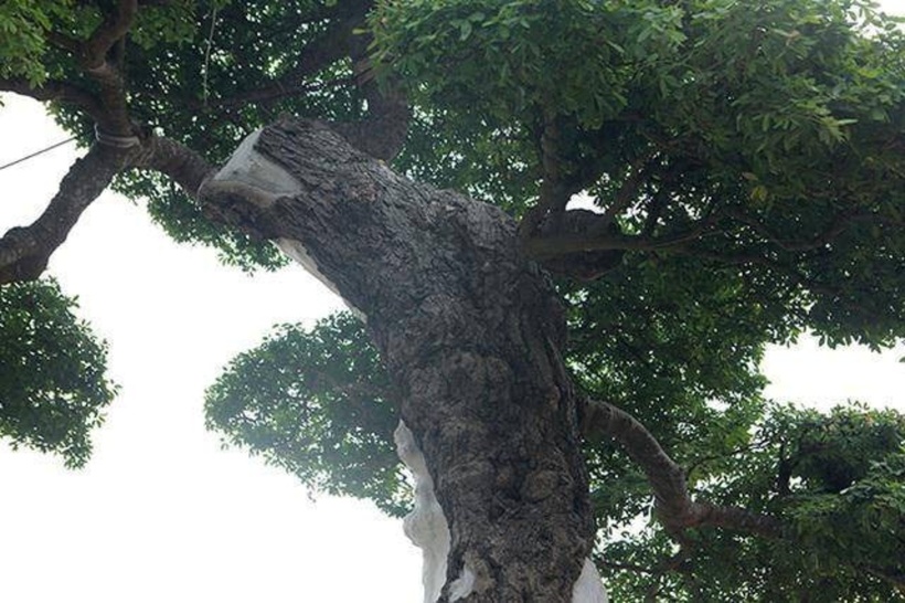 Dù đã có người ngỏ ý mua với giá 2,5 tỷ đồng, anh L. vẫn chưa đồng ý vì cho rằng mức giá đó chưa thực sự xứng đáng với giá trị của cây. Ảnh: Dân Trí.