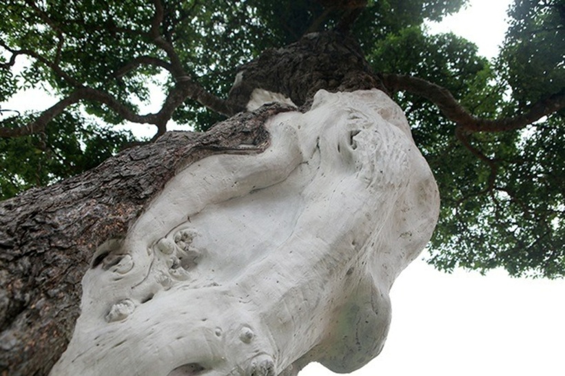 Anh L. cho biết, việc chăm sóc cây cũng không mấy khó khăn, một tháng cắt tải một lần và phun thuốc để chống sâu, mọt đục thân làm hỏng cây. Ảnh: Dân Trí.