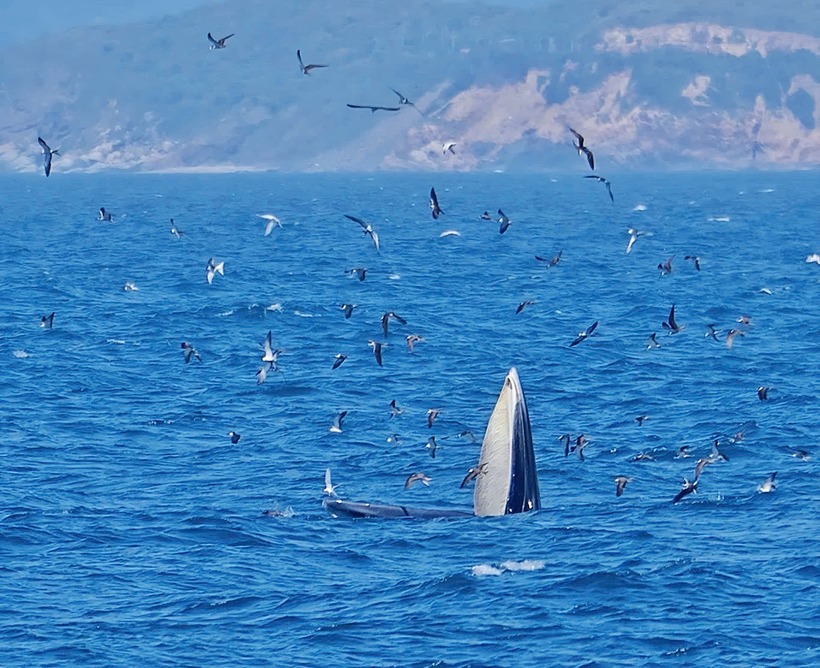 Ban quản lý vịnh Nha Trang yêu cầu các tổ chức, cá nhân đang hoạt động tại khu vực phải giữ khoảng cách tối thiểu 100 mét với cá voi. Ảnh: Ban quản lý vịnh Nha Trang.