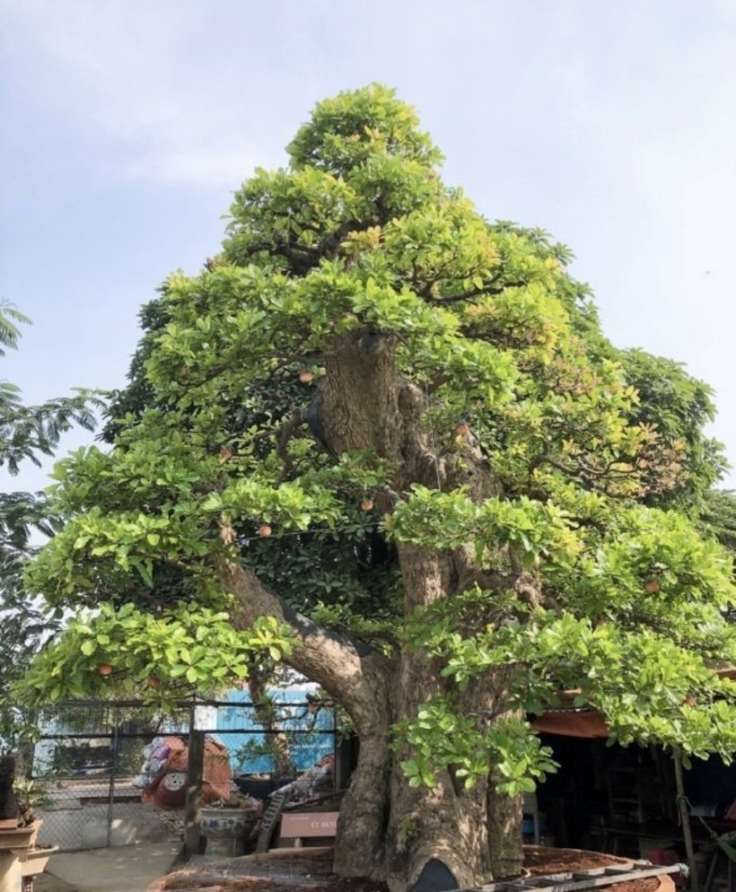 Là một người có tiếng trong giới cây cảnh, ông T.H.L (quê An Giang) từng gây xôn xao với cây lộc vừng bonsai được định giá lên tới 120 tỷ đồng. Ảnh: Dân Việt.