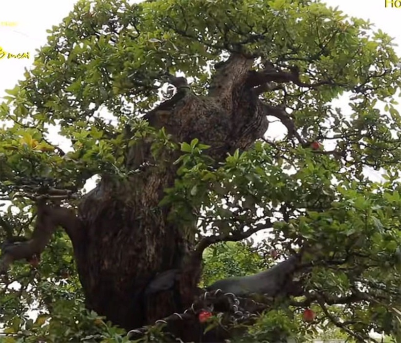 Nhiều người tin rằng cây lộc vừng bonsai hoàn toàn xứng đáng với mức giá cao. Lý do là vì cây không chỉ sở hữu vẻ ngoài bề thế, giá trị tuổi đời cao mà còn lập kỷ lục Guinness. Ảnh: Dân Việt.