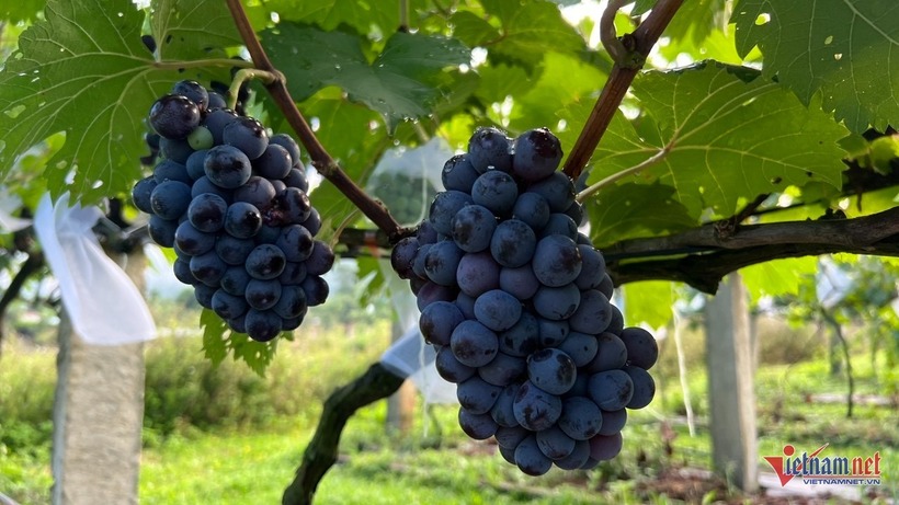 Vườn nho hơn hai năm của ông Lê Quốc Hiền. Ảnh: VietNamnet