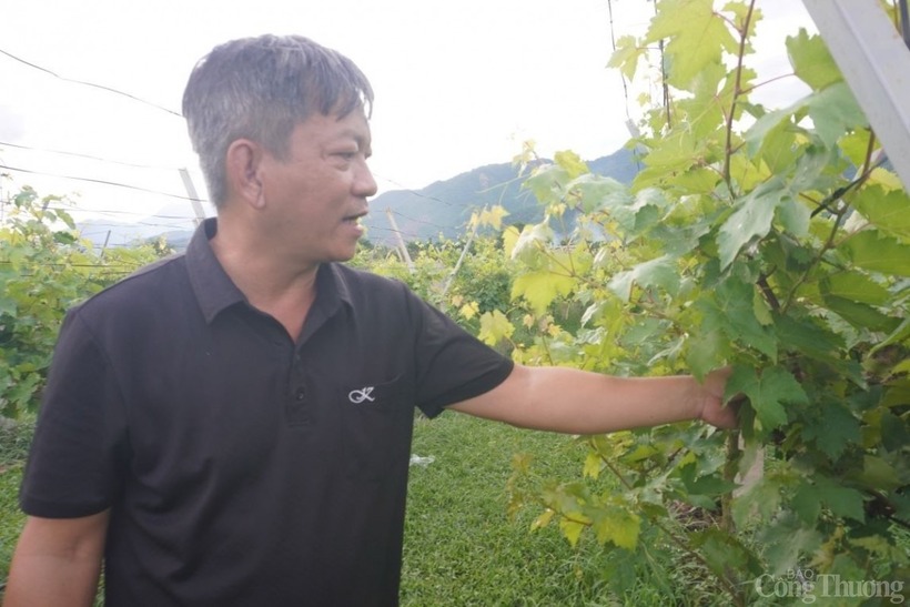 Ông Lê Quốc Hiền tại vườn nho. Ảnh: Báo Công Thương