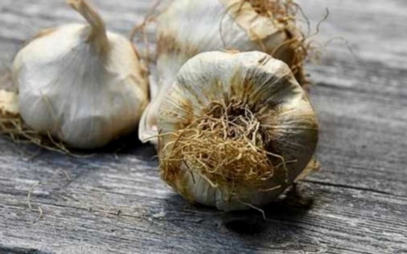 Tưởng tỏi vô hại, ai dè lại là "hung thủ" thầm lặng gây bệnh gan, tiêu hóa - 2