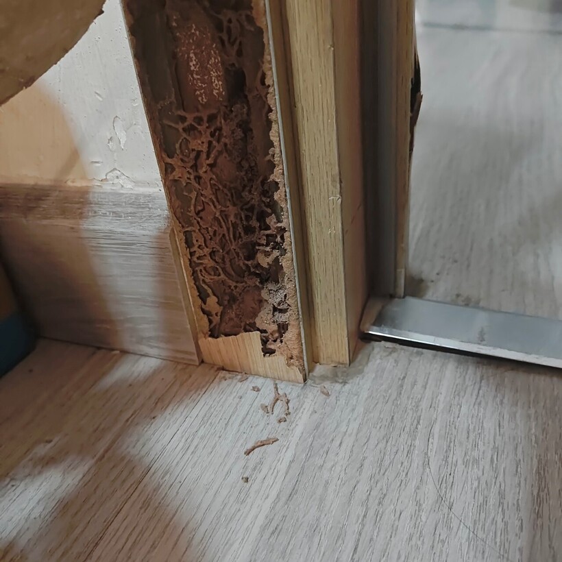 XTER BIOZ –Giải pháp diệt mối sinh học an toàn cho mọi nhà - 1