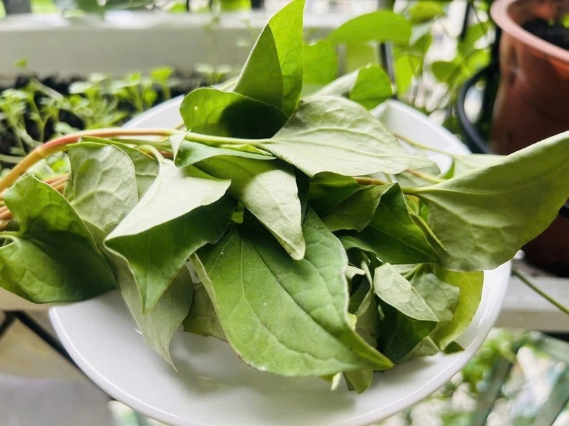 Bật mí loại rau ăn kèm cá kho giúp thanh nhiệt, giảm mỡ máu, hỗ trợ thải độc gan - 2