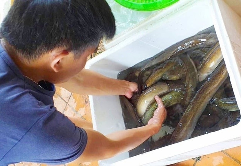 Theo anh Sang, cá chình có tập tính ngủ ngày và kiếm ăn vào ban đêm. Ảnh: Dân Việt