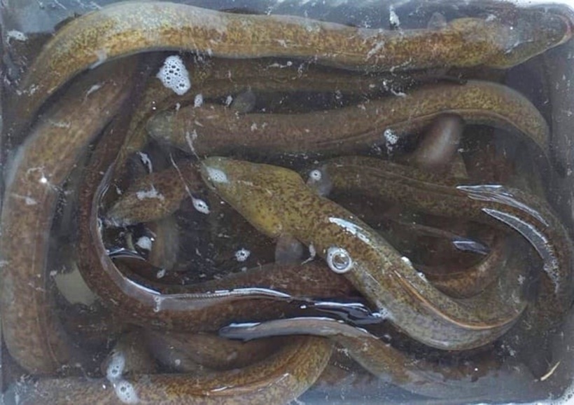 Cá chình là món đặc sản trứ danh được nhiều người săn lùng. Ảnh: Dân Việt