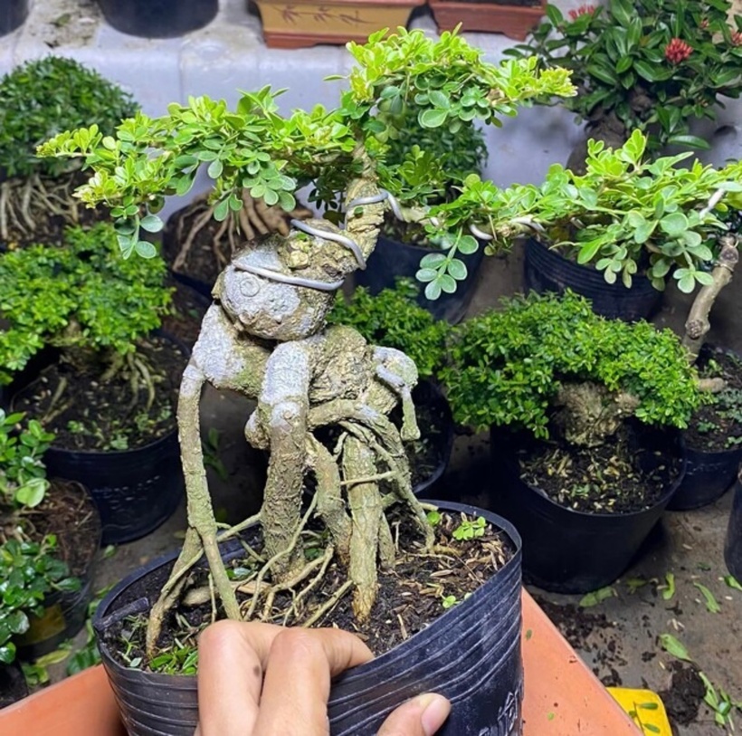 Cần thăng là loại cây thân gỗ, có thể đạt chiều cao lên đến 2,5 mét. Ảnh: Tri thức & Cuộc sống.