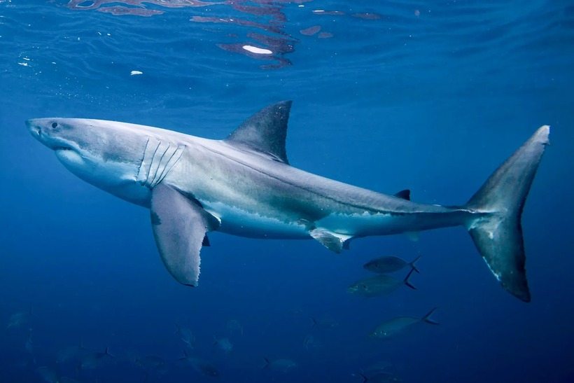Ước tính có khoảng 800 con cá mập trắng lớn đã sinh sống tại vùng biển quanh Massachusetts trong giai đoạn từ năm 2015 đến 2018. Ảnh: Getty