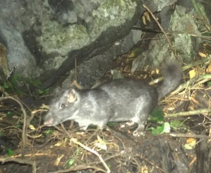 Hình ảnh loài chuột đá Trường Sơn ngoài tự nhiên được ghi lại bằng bẫy ảnh. Ảnh: PLO