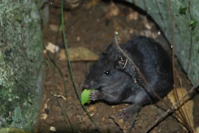 Chuột đá Trường Sơn từng bị coi là tuyệt chủng từ kỷ Miocen. Ảnh: Sức khỏe & Đời sống