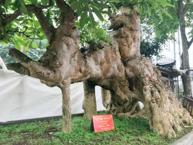 Cây hoa sữa này có dáng như một con voi, với thân cây nổi lên những u cục trông chẳng khác gì một cây bonsai cổ thụ. Ảnh: Dân Việt.