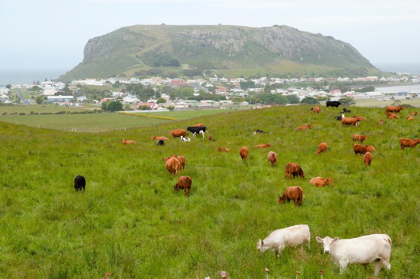 Tasmania – vùng đất với khí hậu trong lành bậc nhất thế giới, nơi sản sinh sữa tươi Moozi “10 không” khác biệt từ thiên nhiên