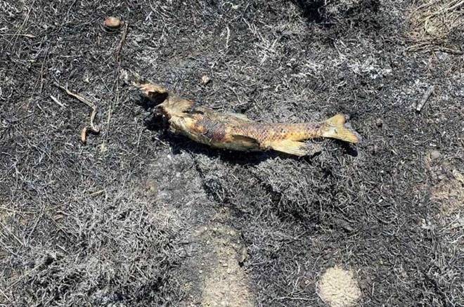 Hình ảnh con cá tại hiện trường vụ cháy rừng. Ảnh: Đội Cứu hỏa Ashcroft