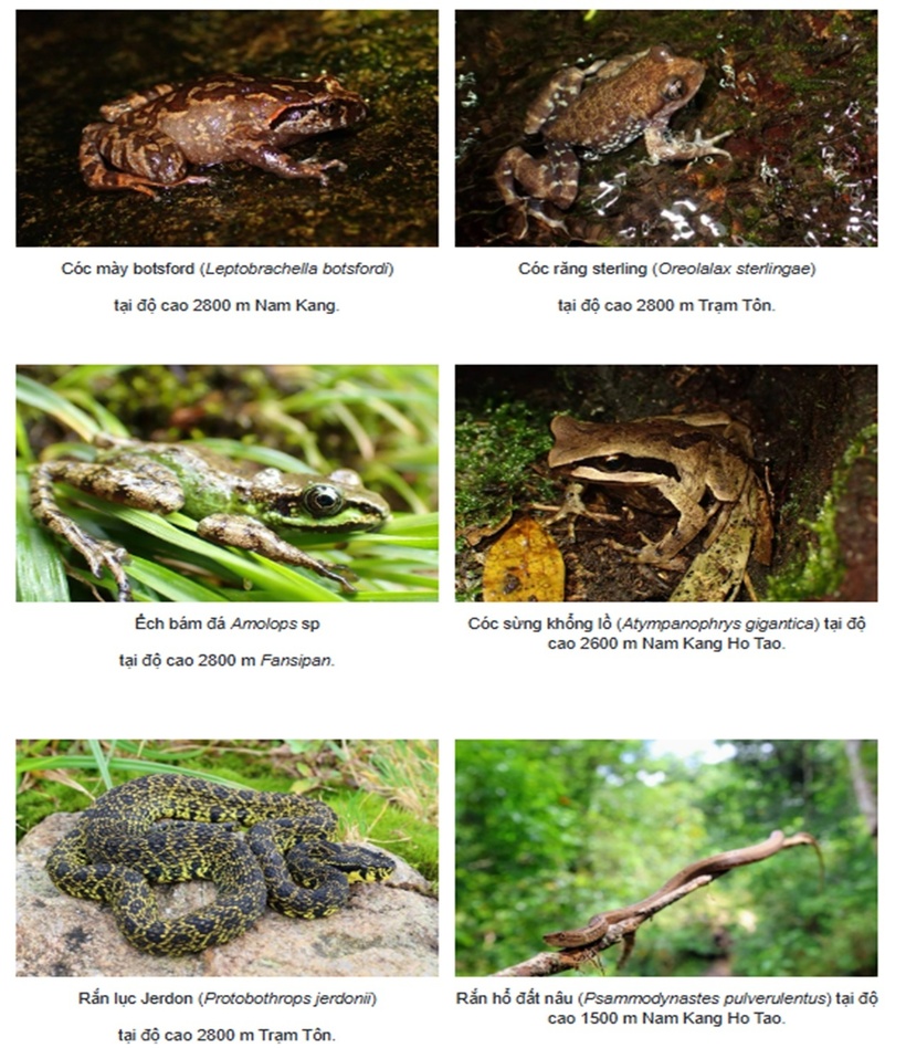 Một số loài lưỡng cư quý hiếm trong Vườn quốc gia Hoàng Liên mới được phát hiện. (Ảnh vườn quốc gia Hoàng Liên)