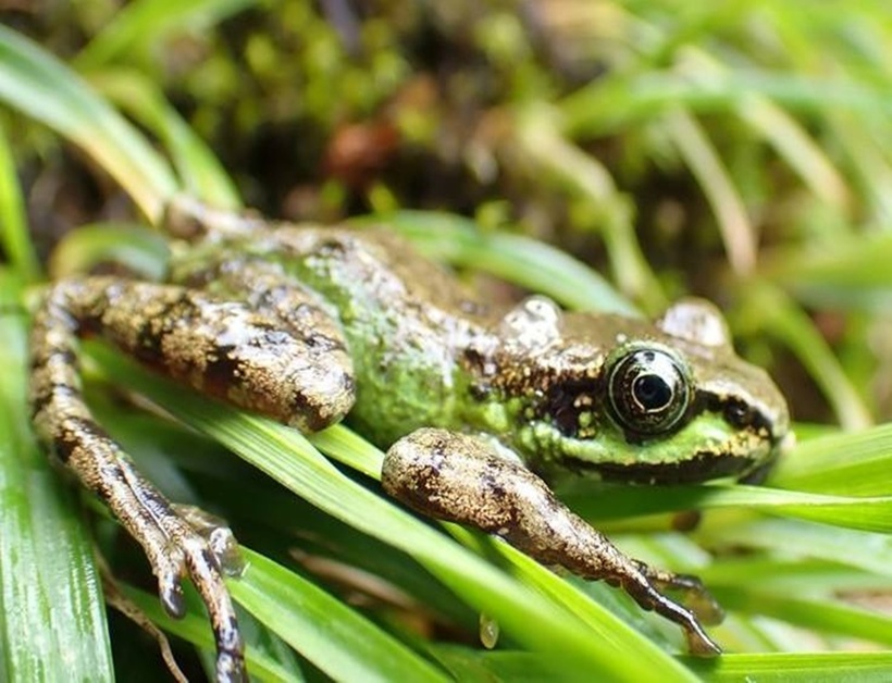 Cận cảnh loài ếch bám đá. (Ảnh vườn quốc gia Hoàng Liên)