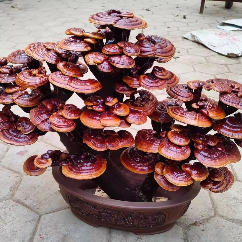 Những chậu bonsai đa dạng hình thái độc đáo tạo nên sản phẩm có tính thẩm mỹ và giá trị kinh tế cao.  Nấm linh chi ở làng Wang Dang Pu được bán khắp thế giới giá từ vài nghìn NDT/chậu đến 10.000 - 20.000 NDT/chậu (tương đương 35 - 70 triệu đồng).