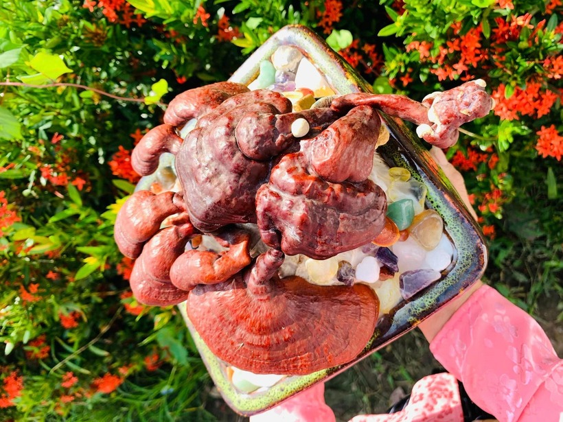 Để tạo ra một chậu bonsai nấm linh chi đẹp, người trồng phải mất nhiều tháng. Bắt đầu từ phôi nấm, họ tạo điều kiện để nấm phát triển. Thay vì uốn thân như các loại cây cảnh khác, họ dùng ánh sáng để định hình nấm theo ý muốn.