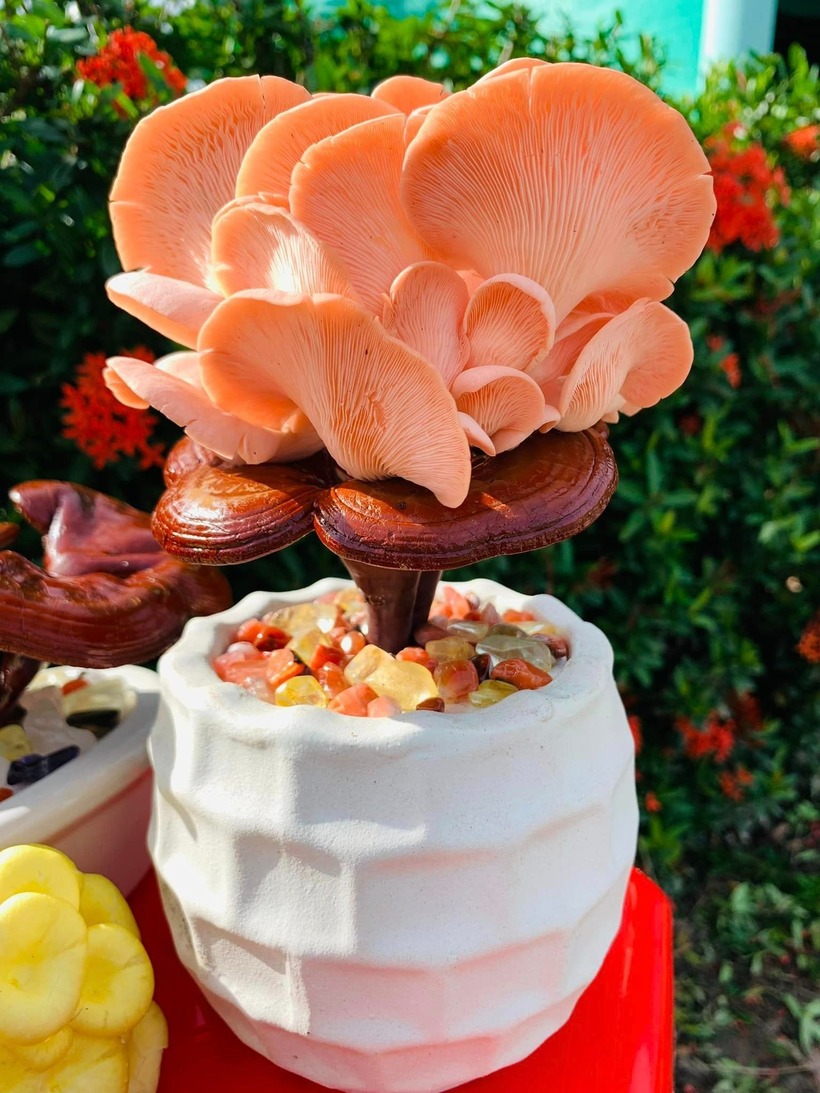 Nấm linh chi có màu đỏ, màu của tài lộc, may mắn của năm mới. Nấm linh chi là loại nấm quý, nên làm bonsai lại càng quý hơn, Mai Ril chia sẻ trên báo Thanh Niên.