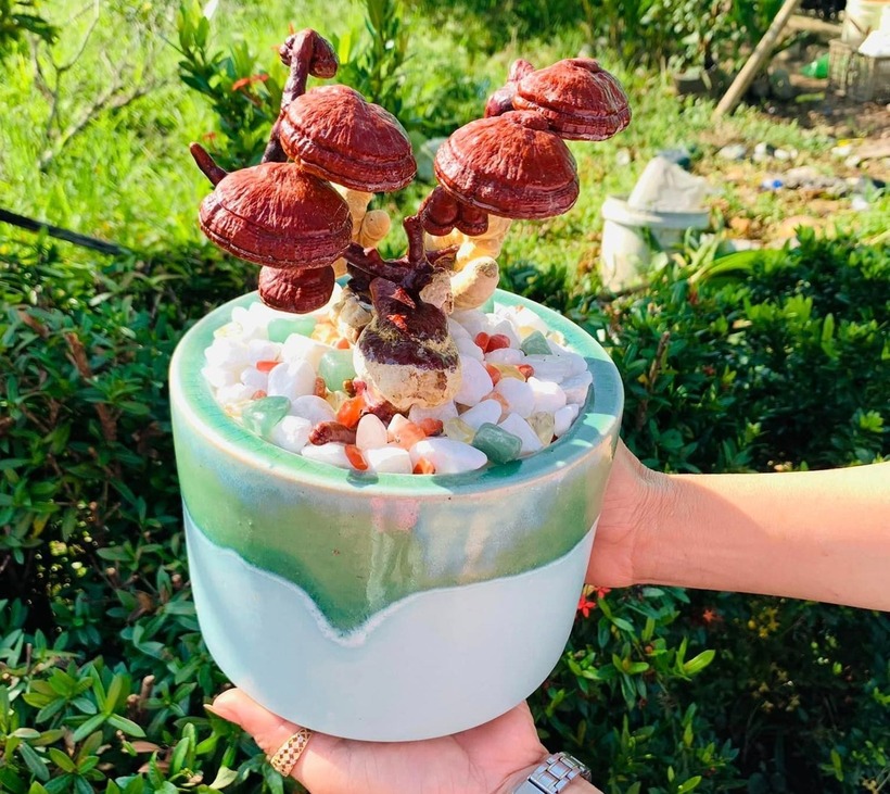 Mỗi cây nấm bonsai đều mang một hình dáng riêng biệt, tạo nên nét độc đáo của sản phẩm. Tuy nhiên, quá trình chăm sóc và tạo hình đòi hỏi rất nhiều công sức. Một tác phẩm đẹp phải có tán rộng và nhiều nhánh xòe ra, tượng trưng cho sự sung túc và tài lộc.