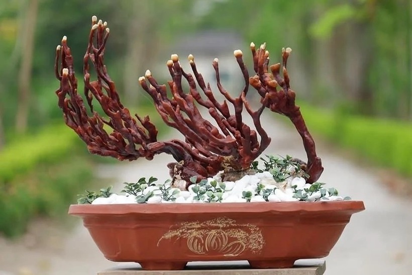 Tại Việt Nam, nấm linh chi cũng được tạo dáng thành bonsai hút khách.