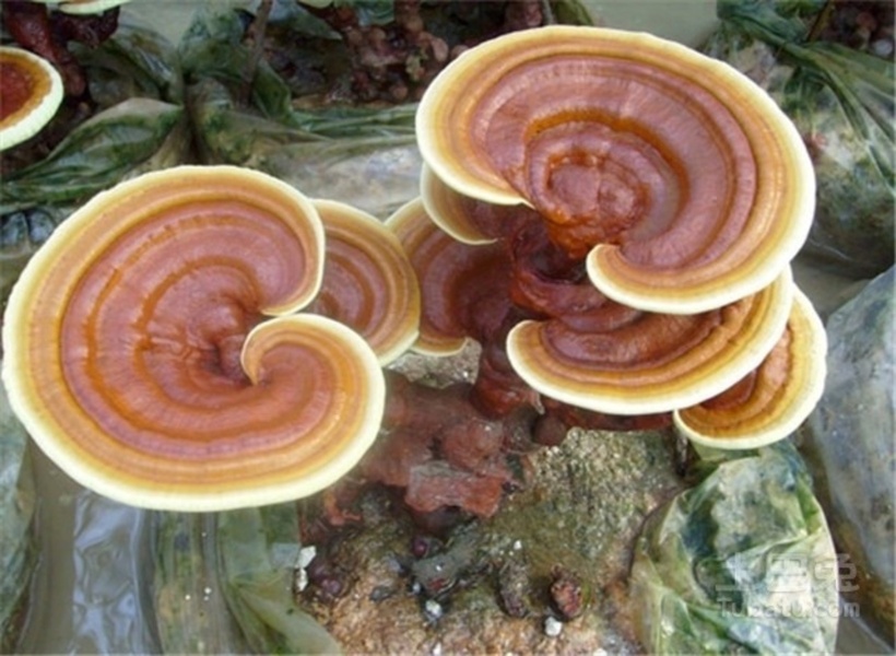 Tại làng Wang Dang Pu thuộc thị trấn Dian Zi, huyện Quan, Liêu Thành, Trung Quốc, người dân đã sáng tạo ra những cây nấm linh chi bonsai độc đáo.