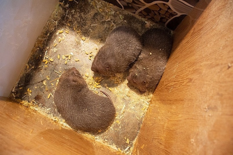 Dúi là loài động vật ít có mầm bệnh, mang lại giá trị kinh tế cao cho người nuôi. Ảnh: Thương hiệu & Sản phẩm