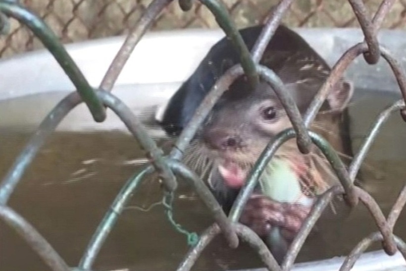 Con rái cá vuốt bé quý hiếm được các chiến sỹ biên phòng phát hiện và bắt giữ. Ảnh: VOV