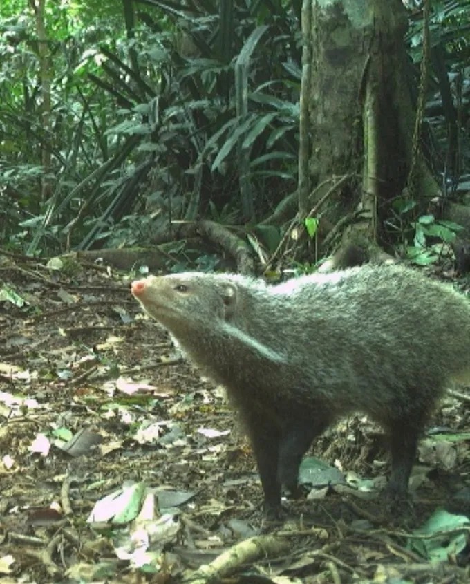 Cầy móc cua. (Ảnh: Vườn Quốc gia Phong Nha - Kẻ Bàng)
