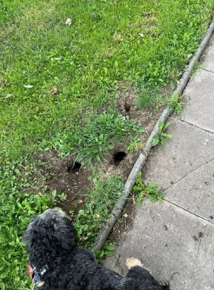 Các hang chuột lớn xuất hiện tại các khu dân cư. Ảnh: Người đưa tin.