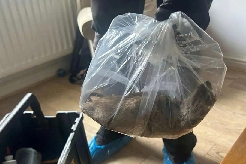 Chuột khổng lồ dài 55cm to bằng mèo trong nhà dân. Ảnh: Mirror.