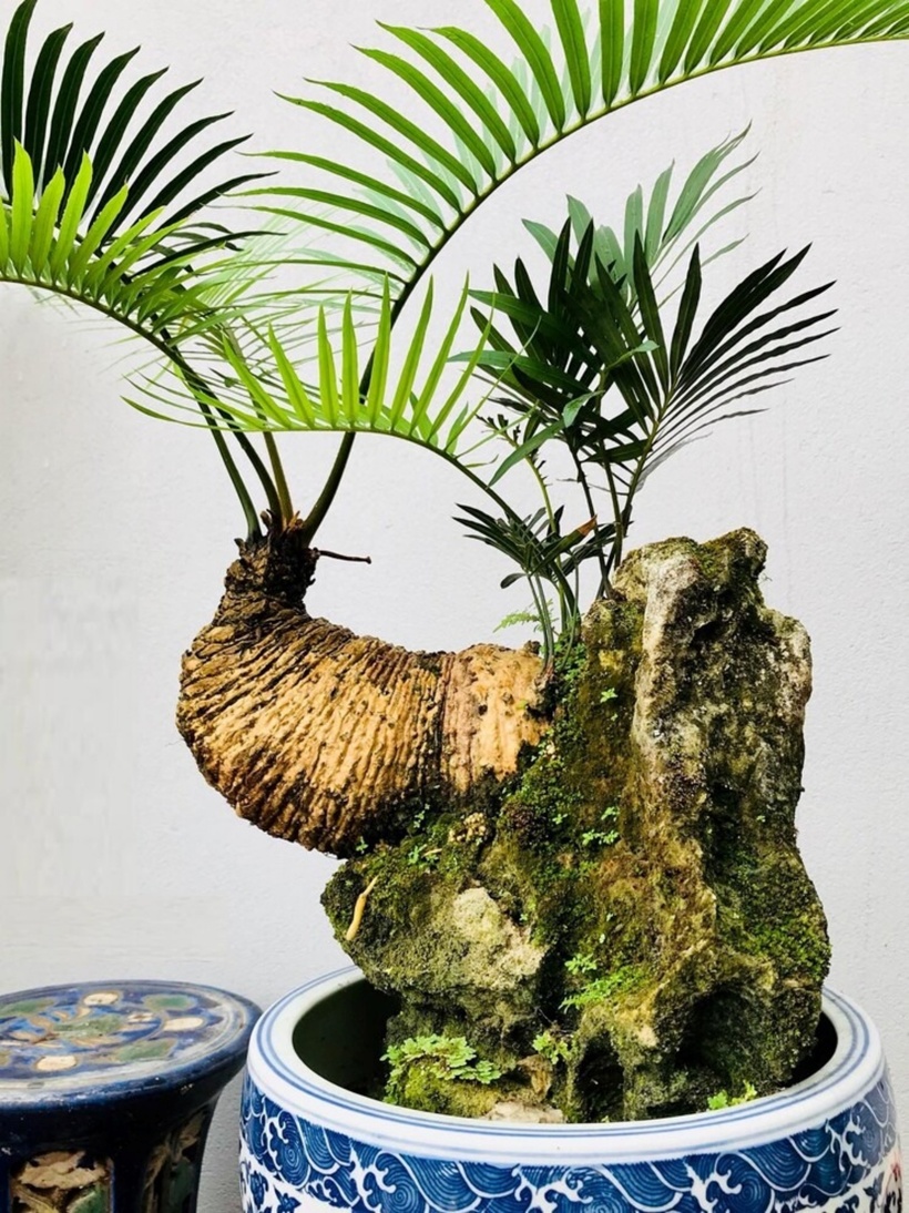 Những cây thiên tuế có dáng độc đáo rất hiếm trên thị trường. Ảnh: Tri Thức & Cuộc sống.