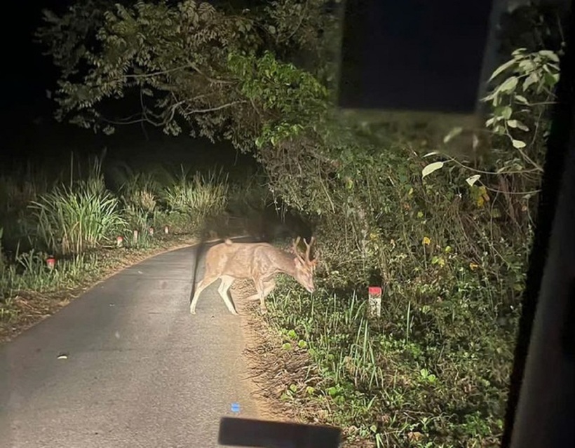 Nai Cà Tông được các cán bộ Vườn quốc gia Chư Mom Ray tình cờ bắt gặp trong quá trình tuần tra.