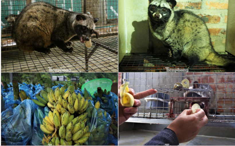 Chồn hương là loài phát triển, thích nghi tốt. Ảnh: Tiền phong