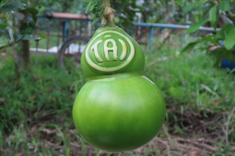 Những trái đào này được ông Q. chăm sóc rất tỉ mỉ, có vỏ căng bóng và được ép nổi chữ Tài, Lộc. Ảnh: Lao Động.