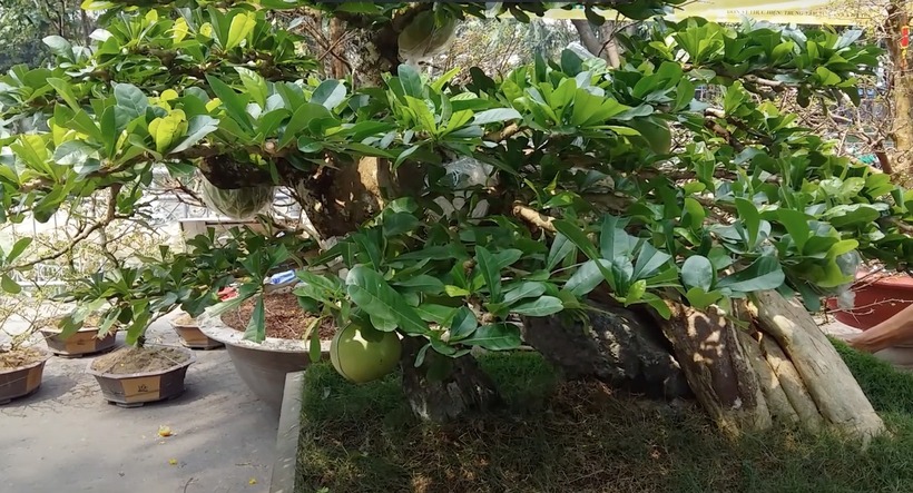 Cây bonsai đào tiên được ra giá lên đến 150 triệu đồng. Ảnh: Tri Thức & Cuộc sống.