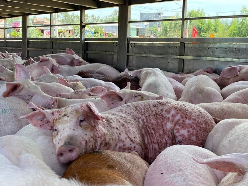 Trong số heo bị phát hiện, có nhiều con đã chết. Ảnh: Báo Gia Lai