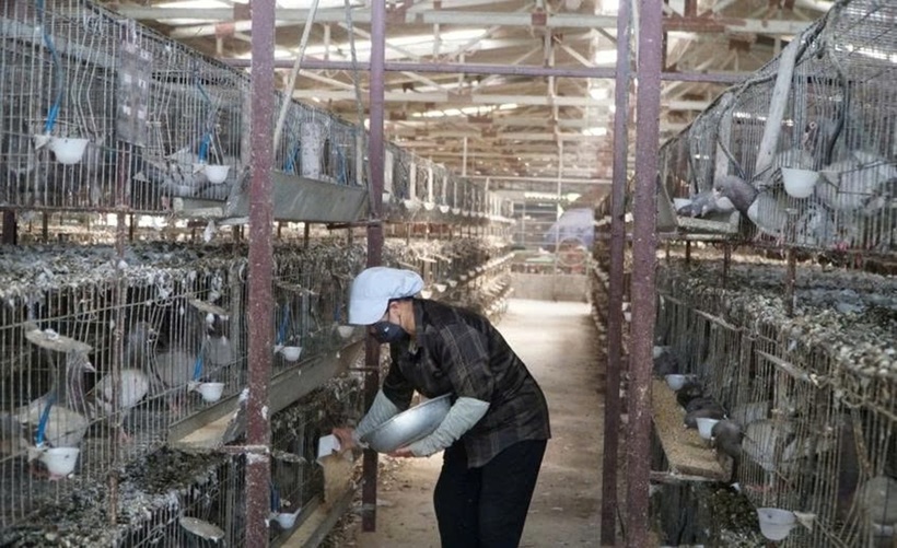 Hệ thống chuồng trại của ông Định được xây dựng theo hướng tự động hóa. Ảnh: Kinh tế Chứng khoán Việt Nam